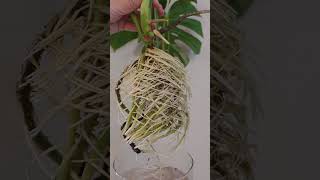 Monstera roots 🤤 monstera houseplants plantcare [upl. by Nathanoj]