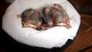 Baby bird rescue  fallen from nest [upl. by Babara144]