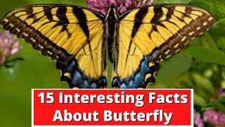 15 Interesting Facts About Butterfly  Facts About Butterflies  Global Facts Video [upl. by Noicpecnoc]