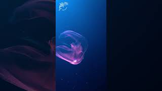 BIOLUMINESCENT JELLY ctenophora jellyfish light wildlife galaxy animal greatbarrierreef [upl. by Balling]