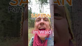 Safran aus dem Wald Part1 Safranschirmling pilze wald natur pilzesammeln [upl. by Idurt]