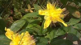 Rose of Sharon Hypericum calycinum  20140621 [upl. by Mountford775]