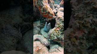 Scuba diving at Jan Thiel Beach Curaçao 🇨🇼 scubadiving curacao underwater [upl. by Doane]