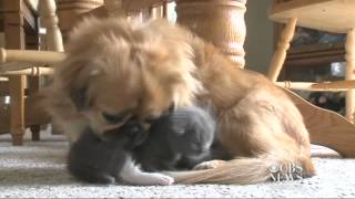 Dog adopts abandoned kitten [upl. by Adrianne276]