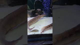 Macrognathus Kriss quot  Borneo Phyton Eel shorts fish eel [upl. by Anitsyrc]