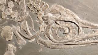 Ichthyosaurus Marine Reptile Dinosaur from Germany Holzmaden [upl. by Acirdna]