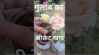 rose plant fertilizerrose garden video [upl. by Tiffie]