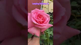 Beautiful Leaping Salmon Climber rose in this Autumn rosegarden gulab gardening relaxing rose [upl. by Frisse]