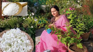 How to grow Mogra in pot  My Secret to get heavy flowering in Mogra plant [upl. by Ocker260]