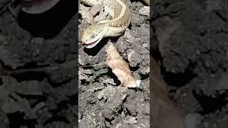 Garter Snake Having Lunch [upl. by Marchall]