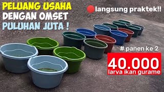 PANEN BIBIT GURAME KE 2‼️ DARI TEBAR AWAL 40000 [upl. by Enois]