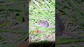 Field mouse [upl. by Tara]