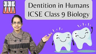 Dentition in Humans  Enamel Dentine Pulp Diphyodont Thecodont Heterodont ICSE Class 9 Biology [upl. by Nosmas]