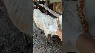 Sapi kecil NAKAL Inject kalsium animals shorts cow viralvideo [upl. by Keenan325]