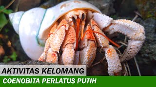 Kelomang Coenobita Perlatus warna Putih  Relaxing Video  Crabpedia [upl. by Giverin205]