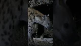 Hyena Eating Elephant Bone hyena wildlife nature africa safarilife [upl. by Kalbli]