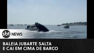 Baleia jubarte salta e cai em cima de barco nos EUA [upl. by Noam935]