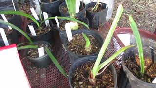 How to care for your newly planted amaryllis with this summer weather [upl. by Assirec116]