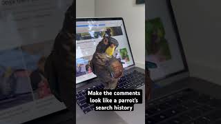 What do parrots search in YouTube [upl. by Stochmal]