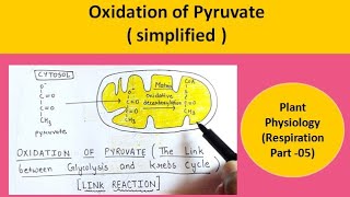 Oxidation of Pyruvate Decarboxylation of Pyruvate  Respiration Part 05  Plant Physiology [upl. by Ardnalahs57]