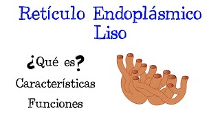 🌐 ¿Qué es el Retículo Endoplásmico Liso 💥 Funciones Fácil y Rápido  BIOLOGÍA [upl. by Piers113]