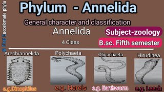 Annelida general character Bsc 5th semester zoology [upl. by Sikorski]