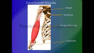 Kinesiologia Introducción a los principios del movimiento [upl. by Aissej827]