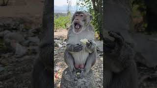 Monkey brother who eats sugar cane [upl. by Milka]