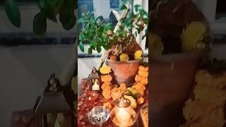 Meri tulshi ke gamle mein Om likha hai🌺🙏viralvideoshortsviralytshortsviralshortshortsviral [upl. by Holms]