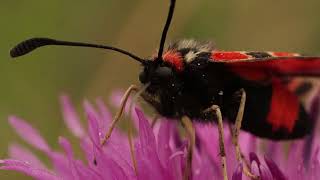 Zygaena fausta [upl. by Trinl]