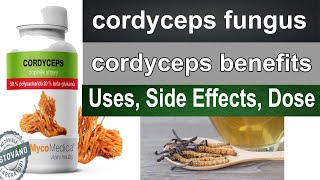 Cordyceps  cordyceps fungus  cordyceps benefits cordyceps uses in hindi [upl. by Yehtomit]