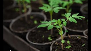 Tomato TransplantationLava Flow Black Oxheart amp Ozark PinkSE5Project Food Garden [upl. by Adnaloy664]