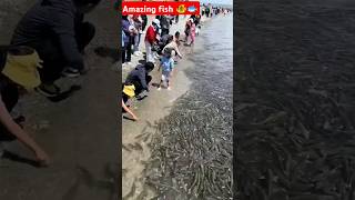 are yaar dekho yah ganga Ji mein kitna machhali haiamazing fish videoYouTube short trending viral [upl. by Anauqcaj480]