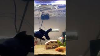 Kids goldfish beginners aquarium [upl. by Etnoved]