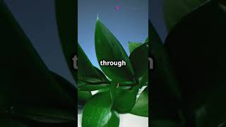 Photosynthesis Explained in 60 Seconds [upl. by Naillimxam]