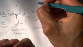 Digesting MSG amp Aspartame 2 of 4 Amino Acid Chemistry [upl. by Joacima]