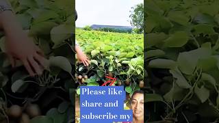 How to grow Kiwi plants at home  how to grow kiwi plant with stem seeds youtube ficusbonsai ✅ [upl. by Carmencita]