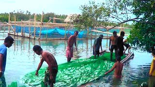 Amazing Milkfish Harvest Thousands of milkfish harvested in the Philippines [upl. by Aicenert566]