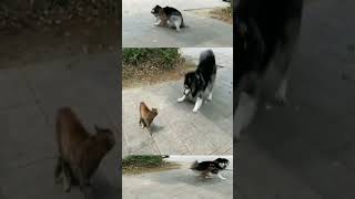 How did your cat defend himself when his dog teased him Top 1 attack speed of cats 🐈🆚🐕 [upl. by Nanyk]