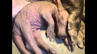 Baby Aardvark at Burgers Zoo Pt 2 [upl. by Ardnos]