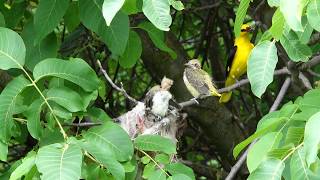 Golden Oriole Oriolus oriolus [upl. by Walling]