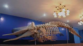 Sperm Whale Skeleton Assembly [upl. by Barbee620]