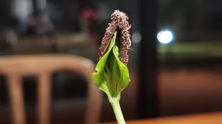 Persimmon Tree Caco kaki Growing up from Seed  Time Lapse [upl. by Trepur]