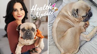 My Dog Had Emergency Surgery  IVDD What You Need to Know [upl. by Yecal997]