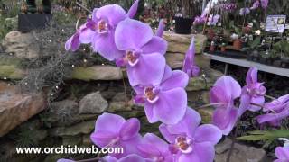 OrchidWeb  Phal schilleriana 2N [upl. by Fihsak]