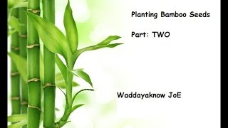 101 How To Plant Bamboo Seeds PART 2 ✔ [upl. by Bolitho]