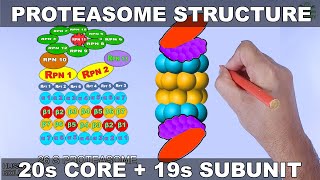 Molecular Structure of Proteasome [upl. by Eilhsa]