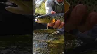 Brown Trout browntroutfishing fishingflyfishing euronymphing [upl. by Llebiram]