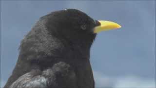 Alpine Choughs Pyrrhocorax graculus [upl. by Alleusnoc704]