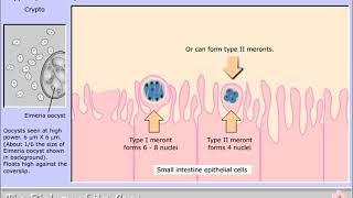 Life cycle of Cryptosporidium parvum [upl. by Airbmat]